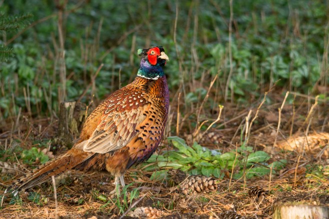 Leberblümchen (1 von 1)