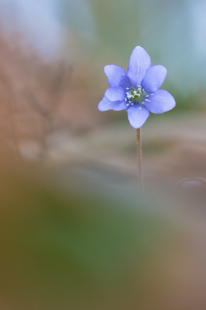 Leberblümchen (2 von 5)