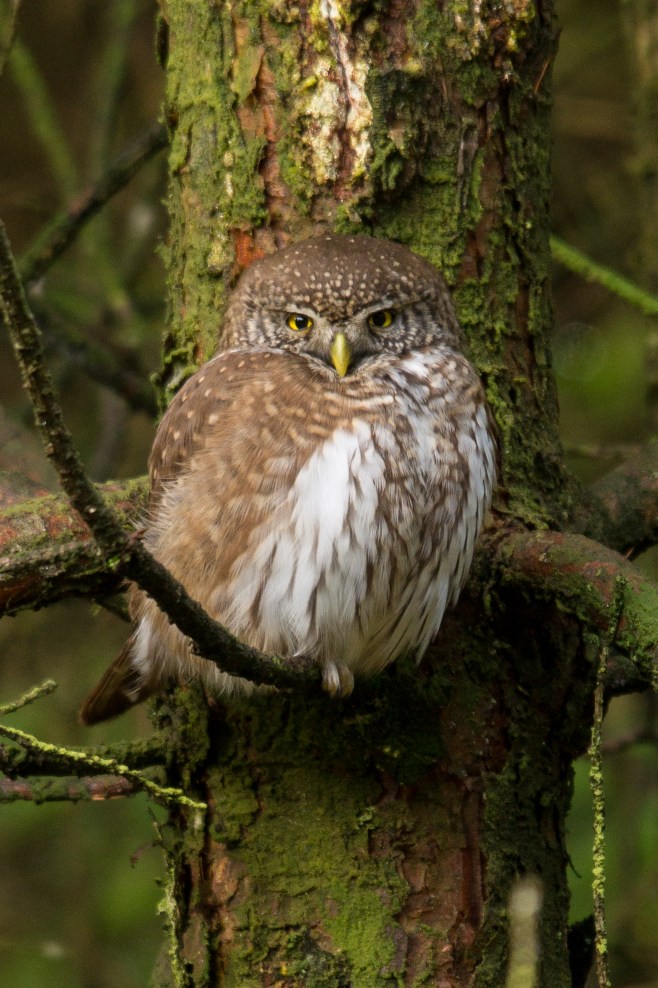 Sperlingskauz (1 von 1)