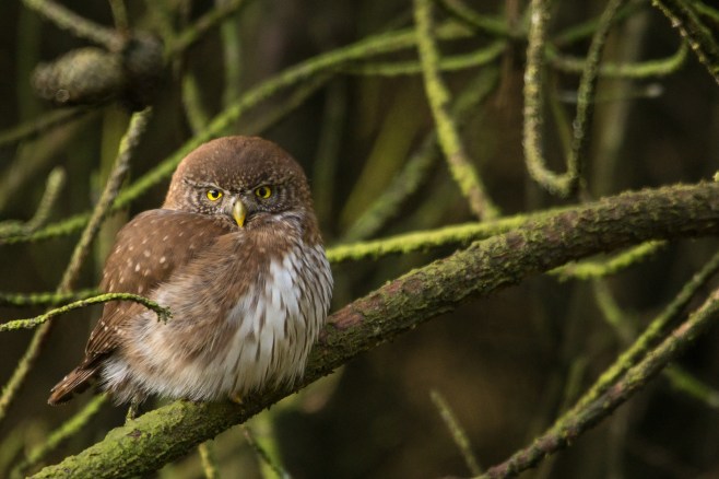 Sperlingskauz (7 von 7)