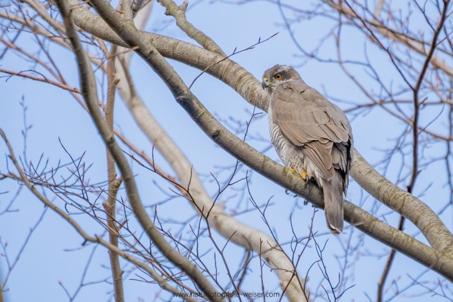 Kalender (1 von 1)-5.jpg